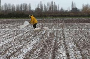 Las heladas van a impactar en el precio de frutas y verduras