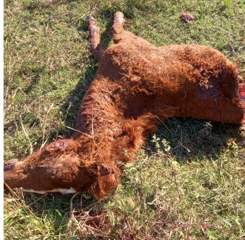 Crueldad animal: carnearon en San Javier una potranca de 6 meses 