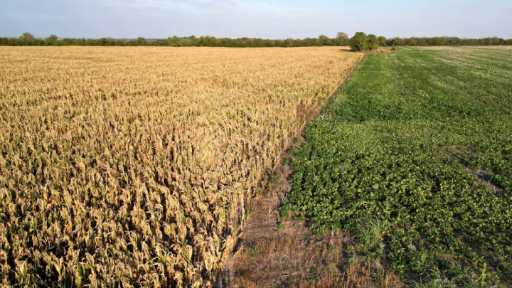 Preocupación en el campo por la falta de lluvias