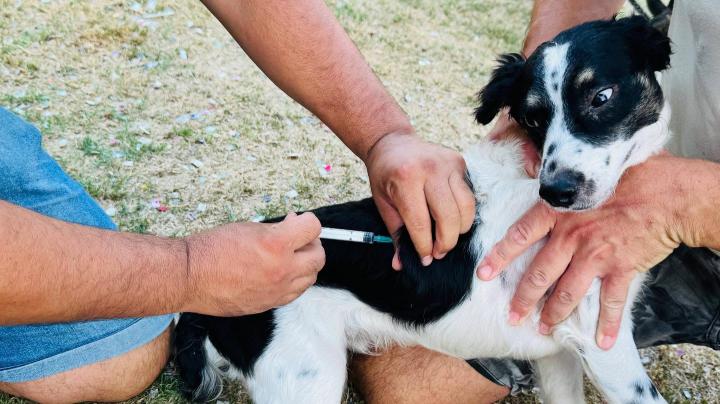 Se inició la campaña de vacunación contra garrapatas en Cayastá