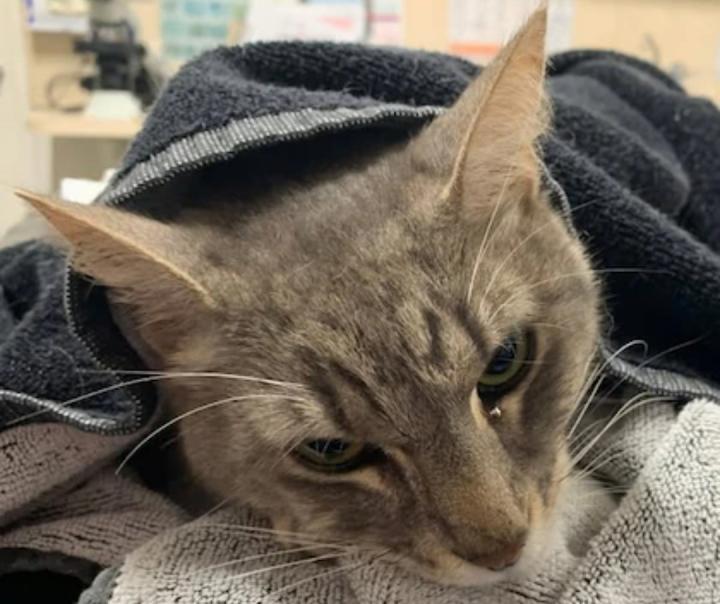Arthur, el gato héroe que murió tras proteger a dos niños de un víbora letal