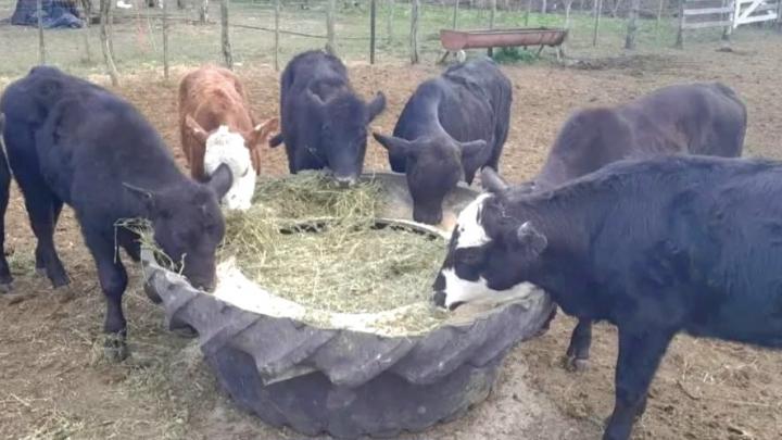 Créditos en alimento balanceado para pequeños productores