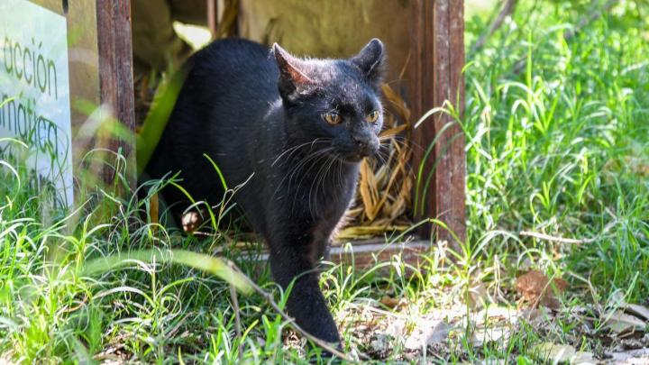 Biodiversidad: en 2025, Provincia ya liberó 460 animales silvestres en sus hábitats naturales