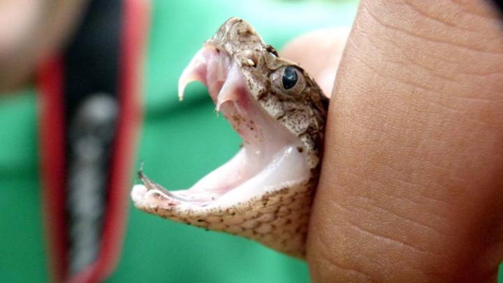 Un hombre fue trasladado de emergencia tras ser mordido por una yarará 